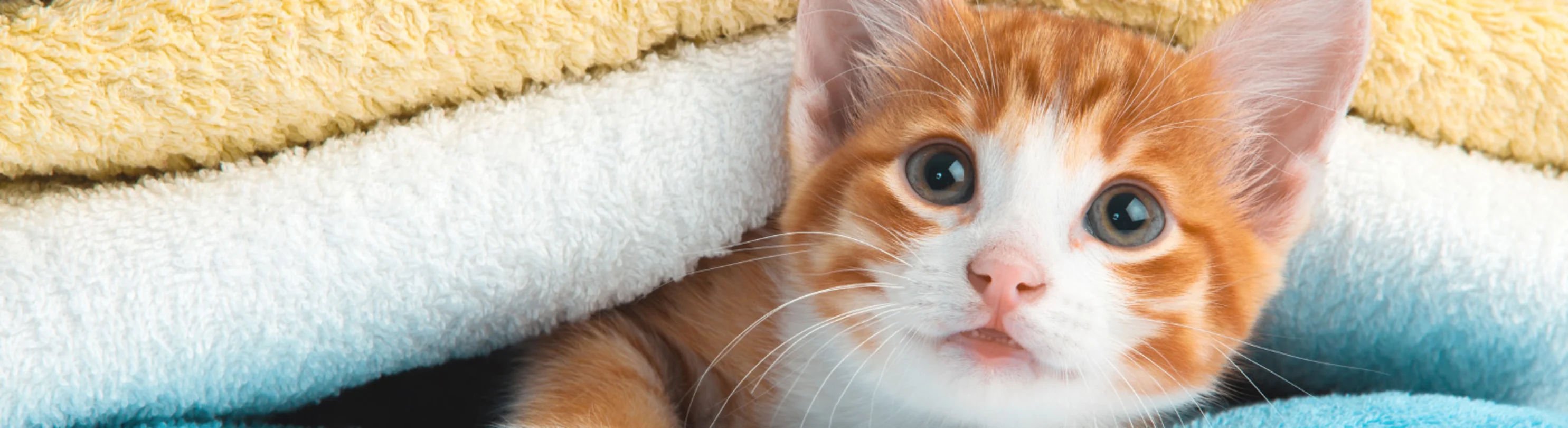 Orange kitten in blankets